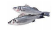 BRANZINO FRESCO INTERO 400-600G TURCHIA